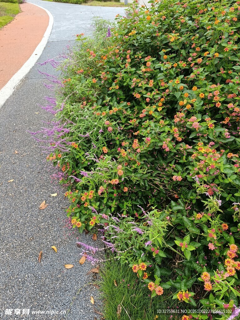 路边繁茂的绿植花丛