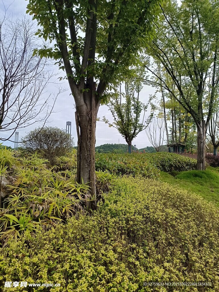 春日草地树木风景图