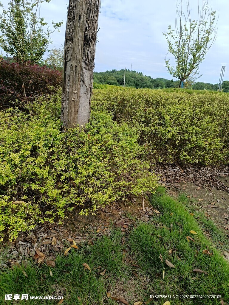 户外绿植景观