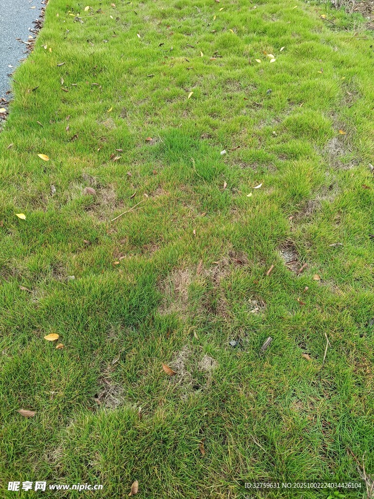 翠绿草地近景