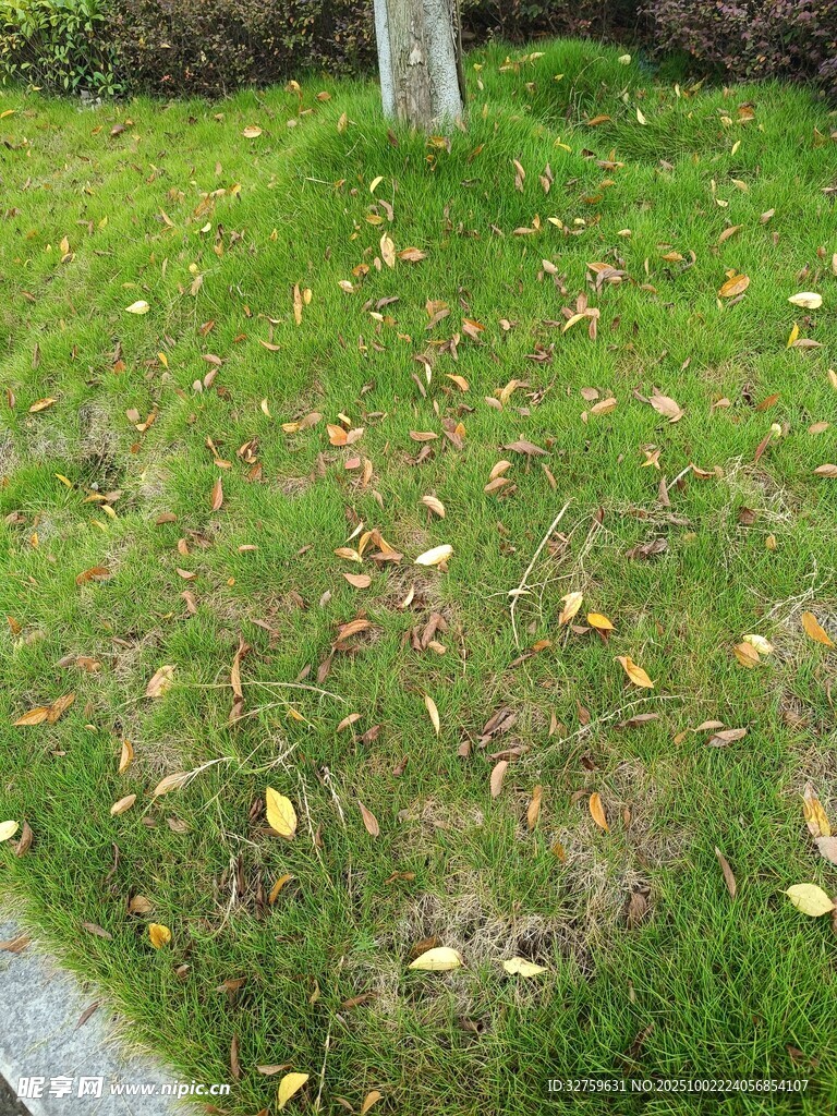 草地落叶景象