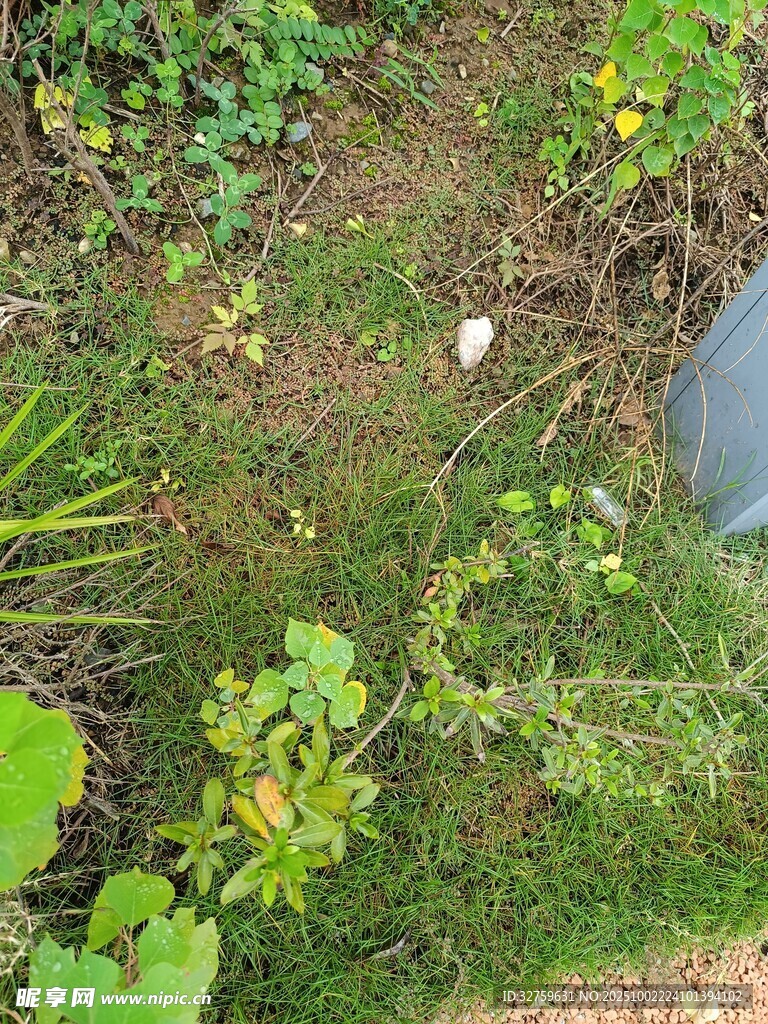 户外草地绿植景观画面