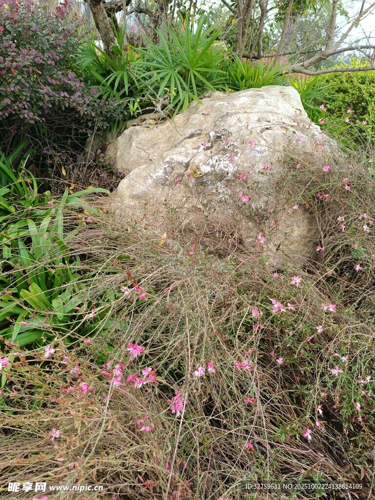 石畔花草