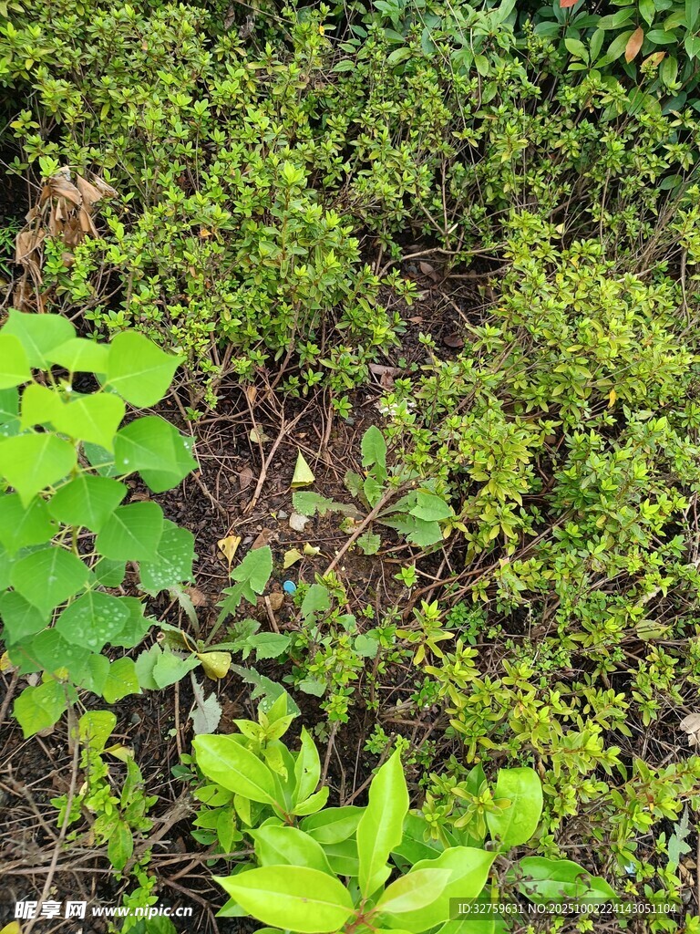繁茂绿植景观