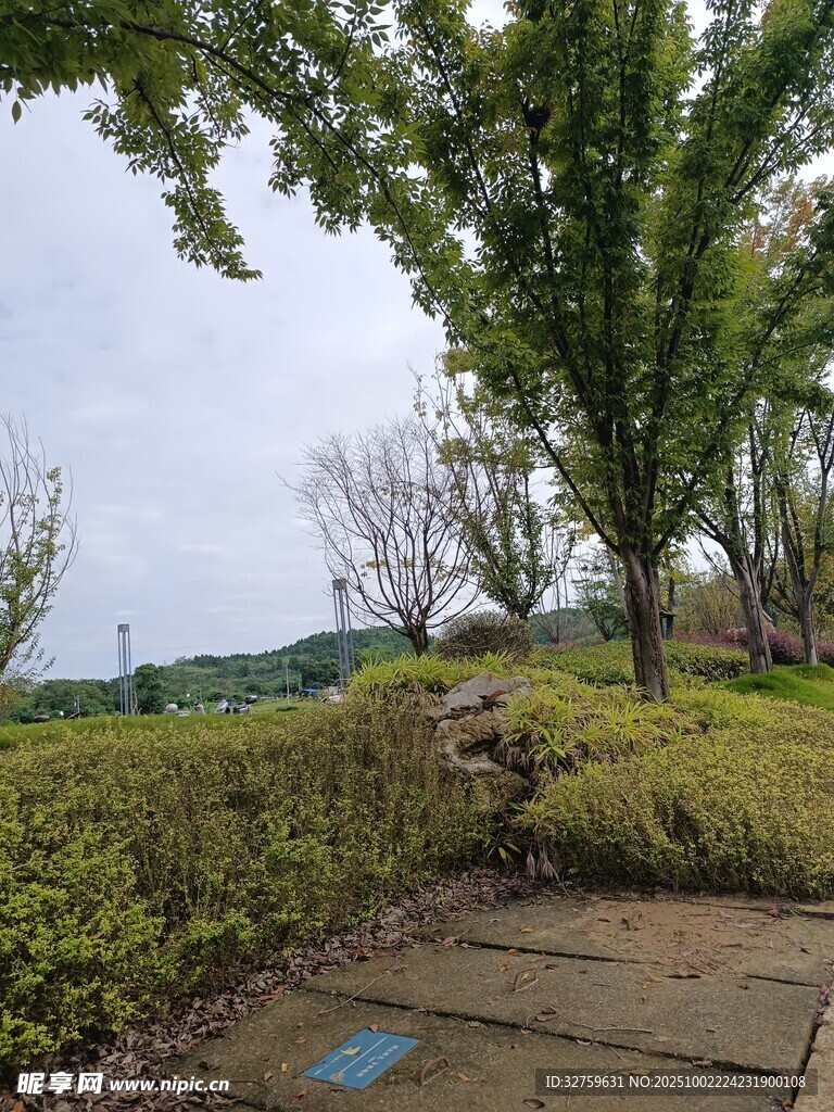 户外静谧的绿植景观