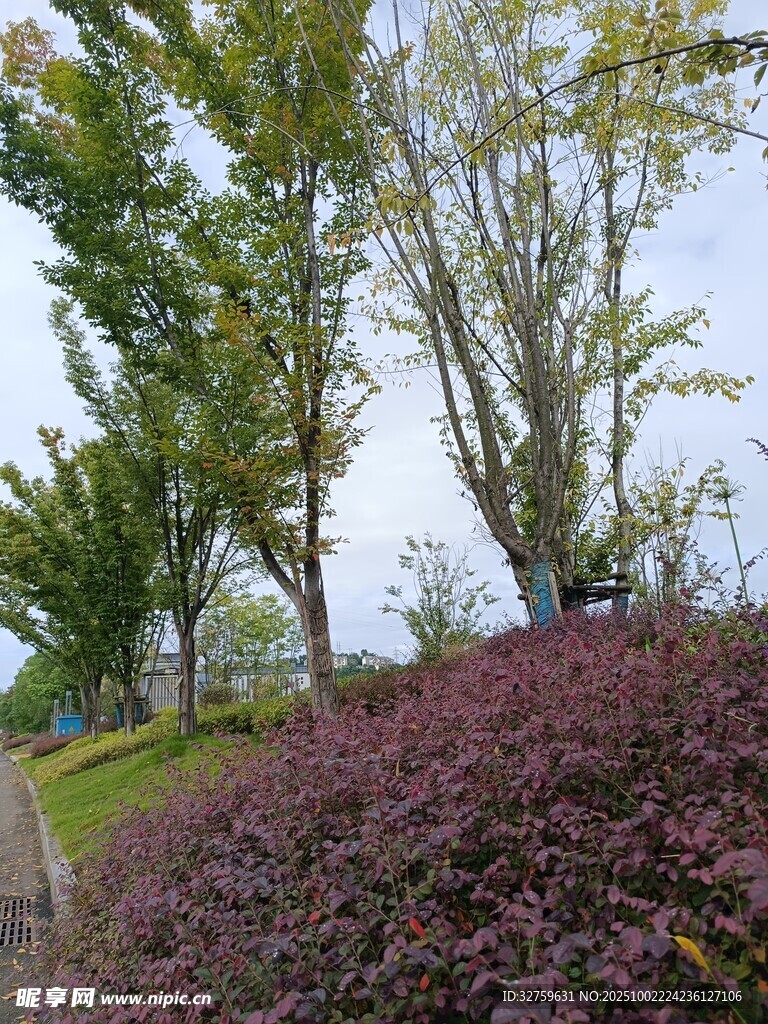 多彩植物景观