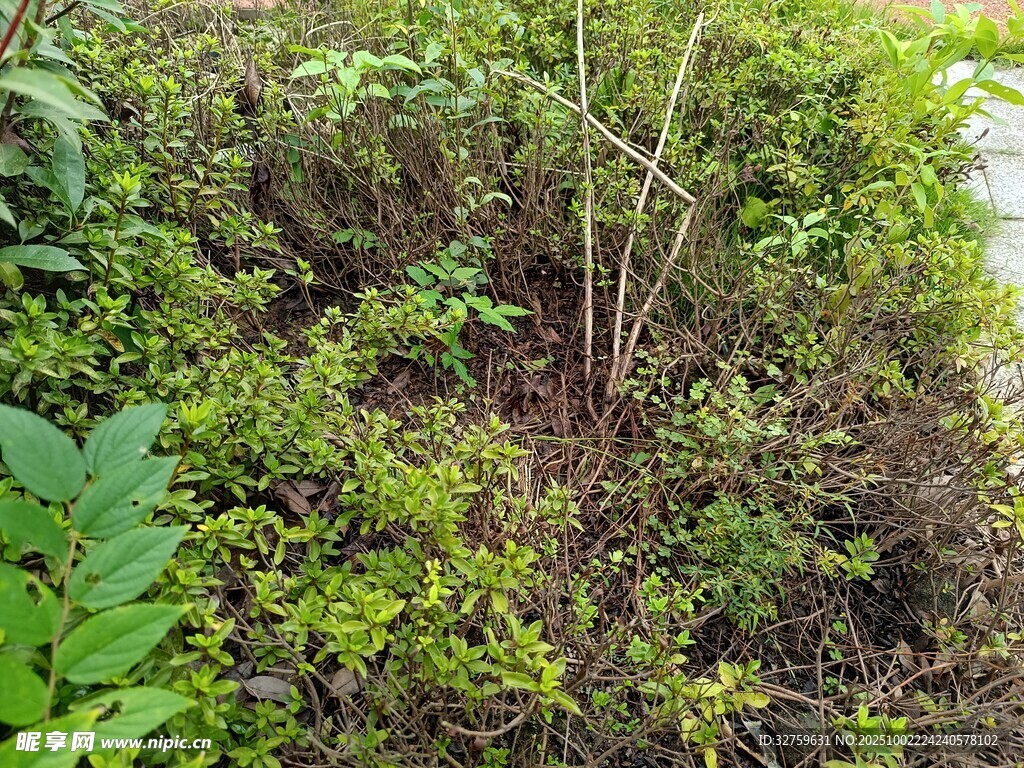 繁茂绿植景观