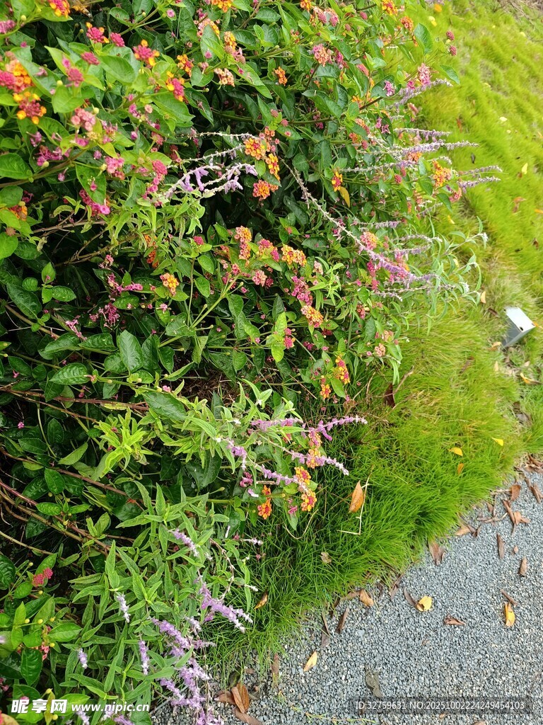 路边多彩繁茂植物景观