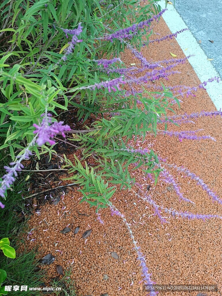 紫色小花绽放于绿植间