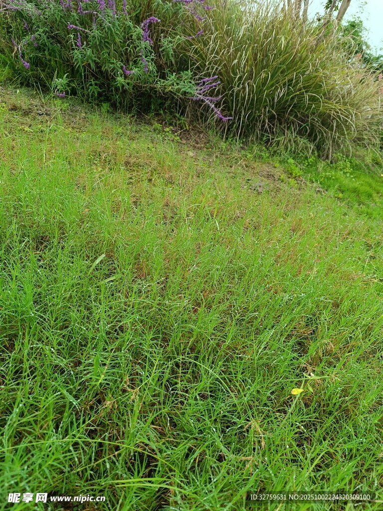 翠绿草地