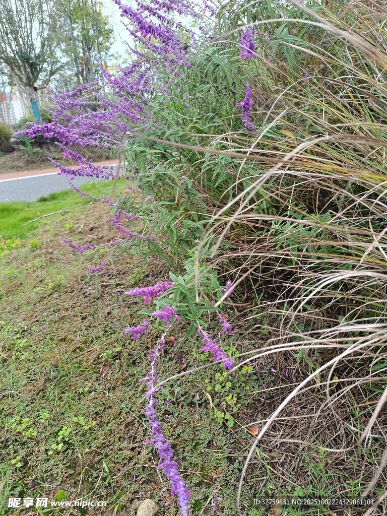 路边紫色花草景观