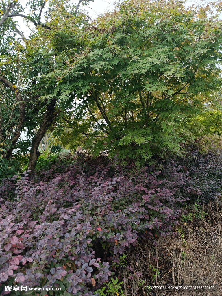 多彩植物景观