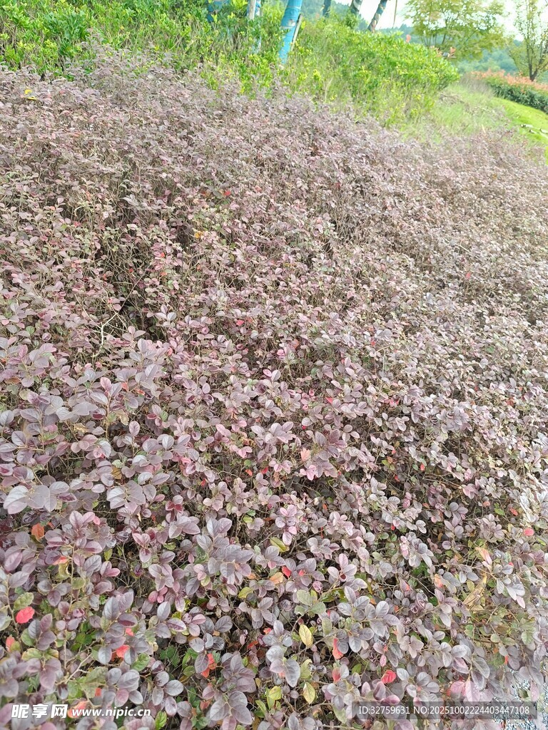 地面覆盖的紫红色植物