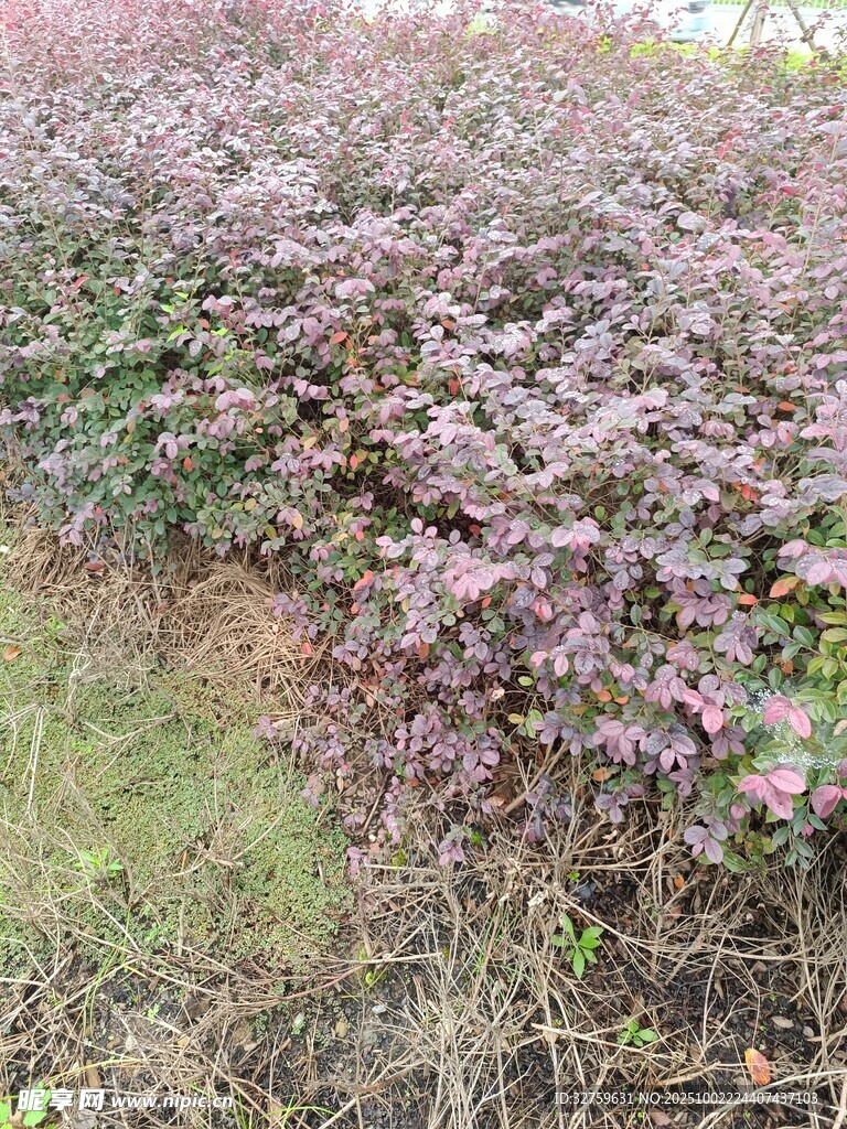 紫叶植物景观