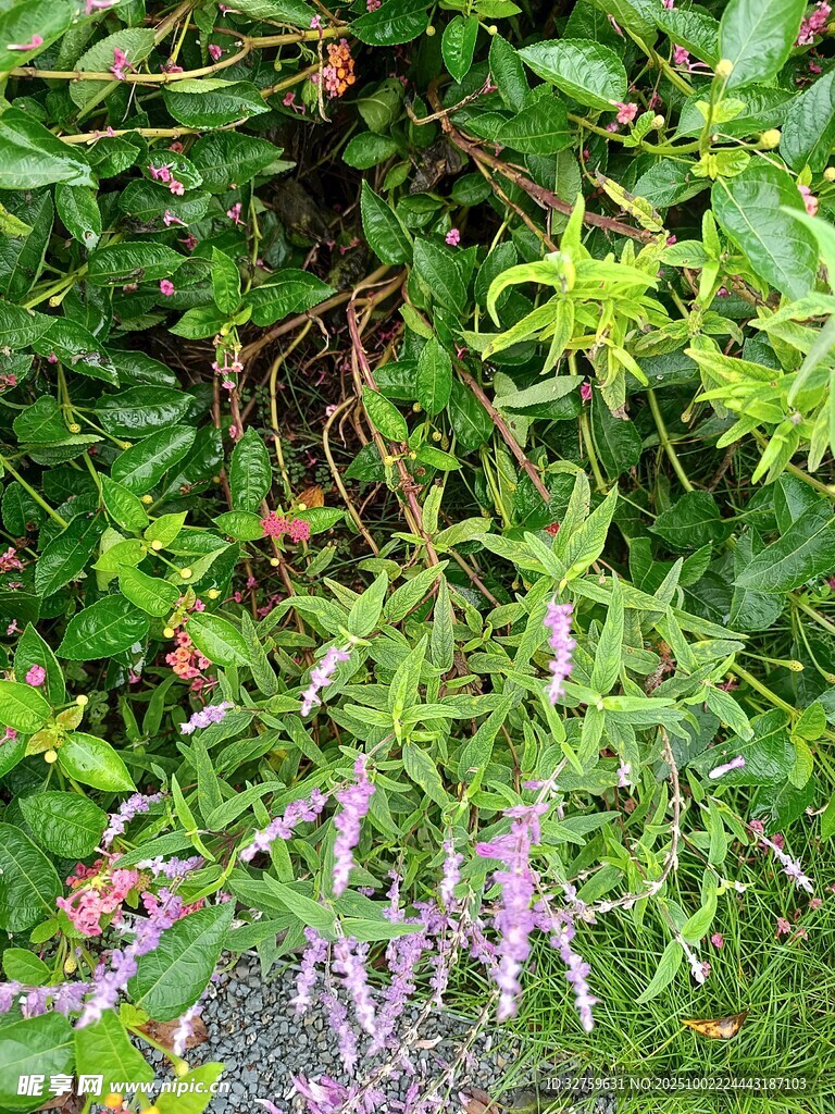 绿叶丛中的紫色小花