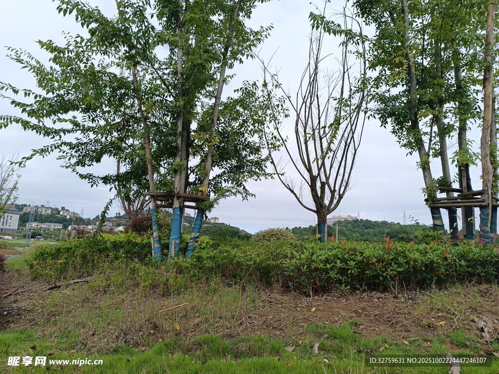 户外绿树草地自然景致
