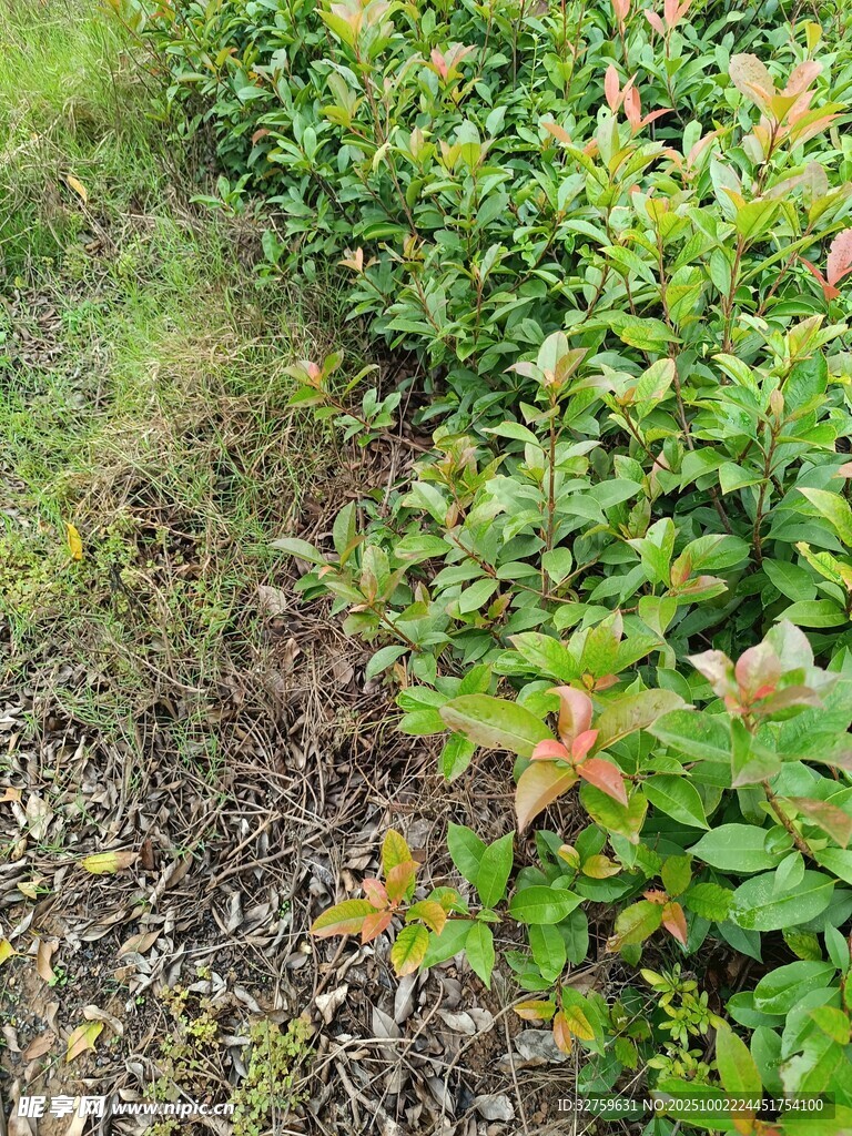 绿意盎然的植物种植地