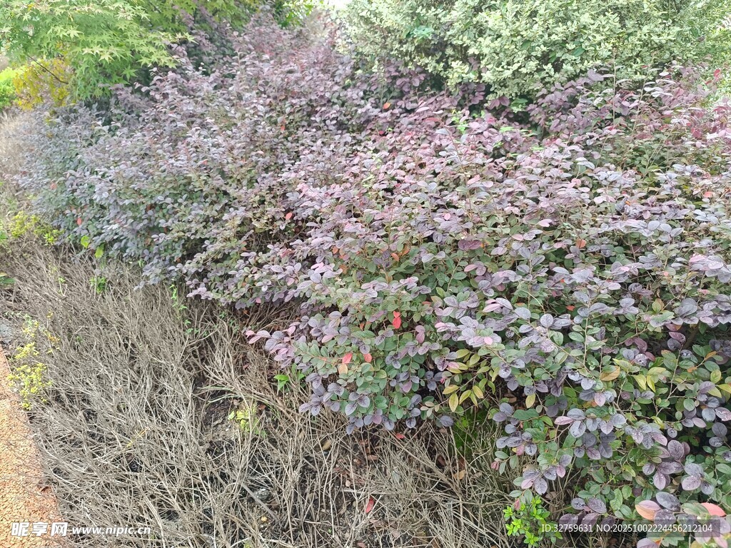 紫色植物覆盖的斜坡景观