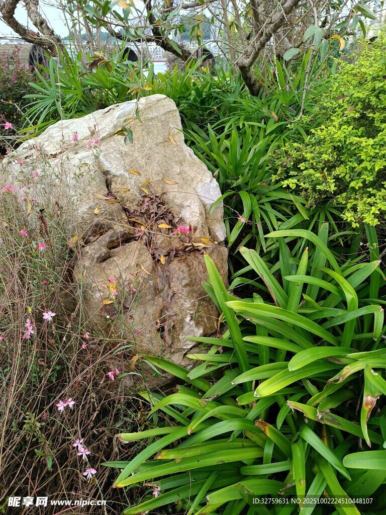 园林中的岩石与绿植景观