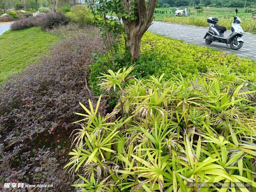 路边多彩绿植景观