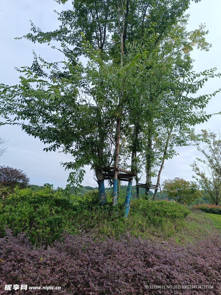 户外绿树景观