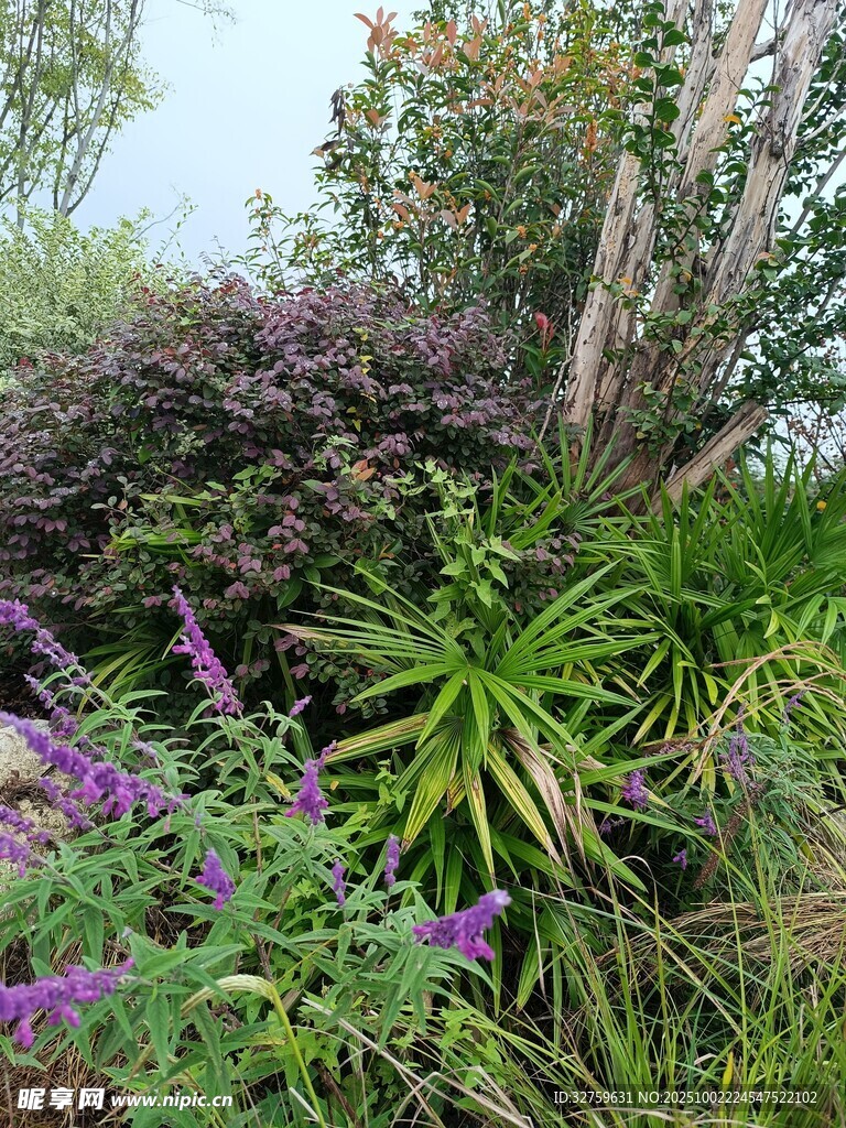 繁茂绿植中的紫色花卉