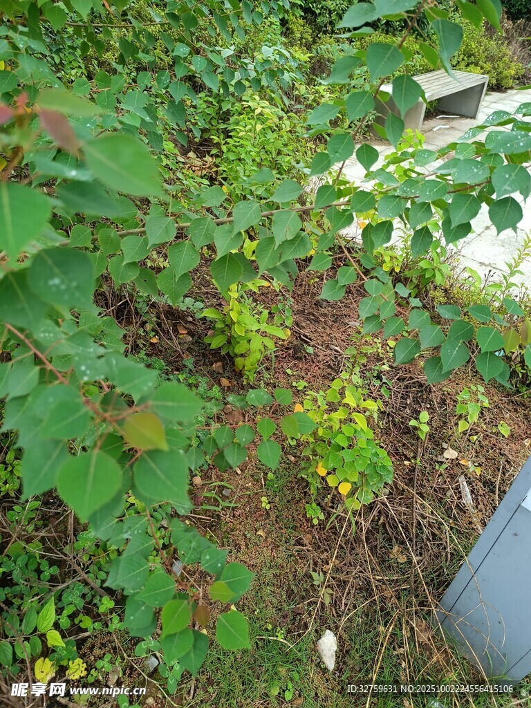 草丛中的灰色物件