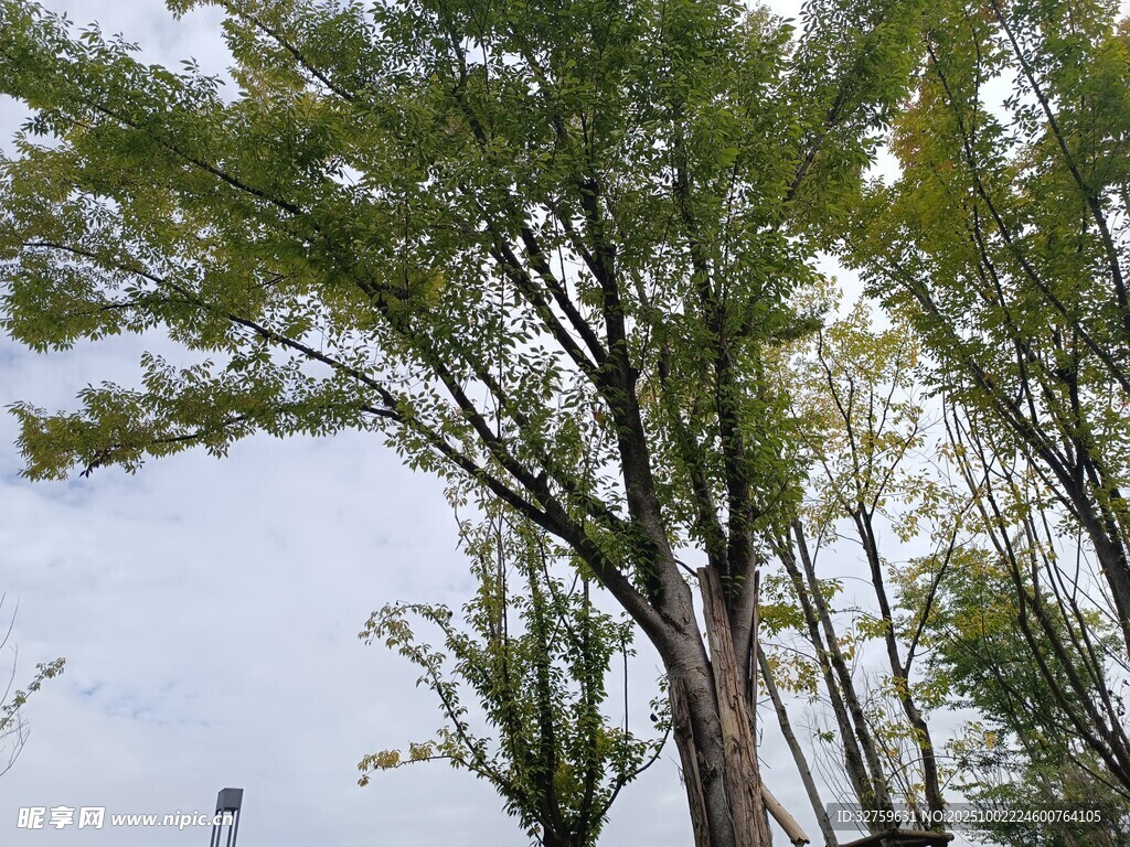 挺拔树木与天空的自然景致