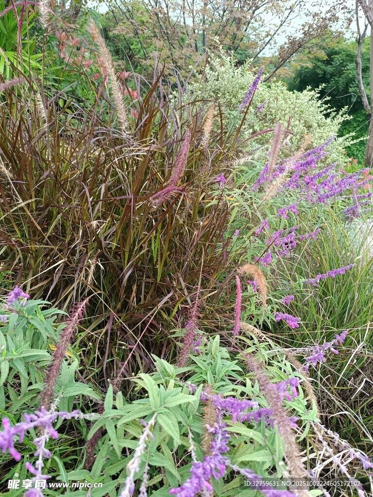 多彩花草植物景观