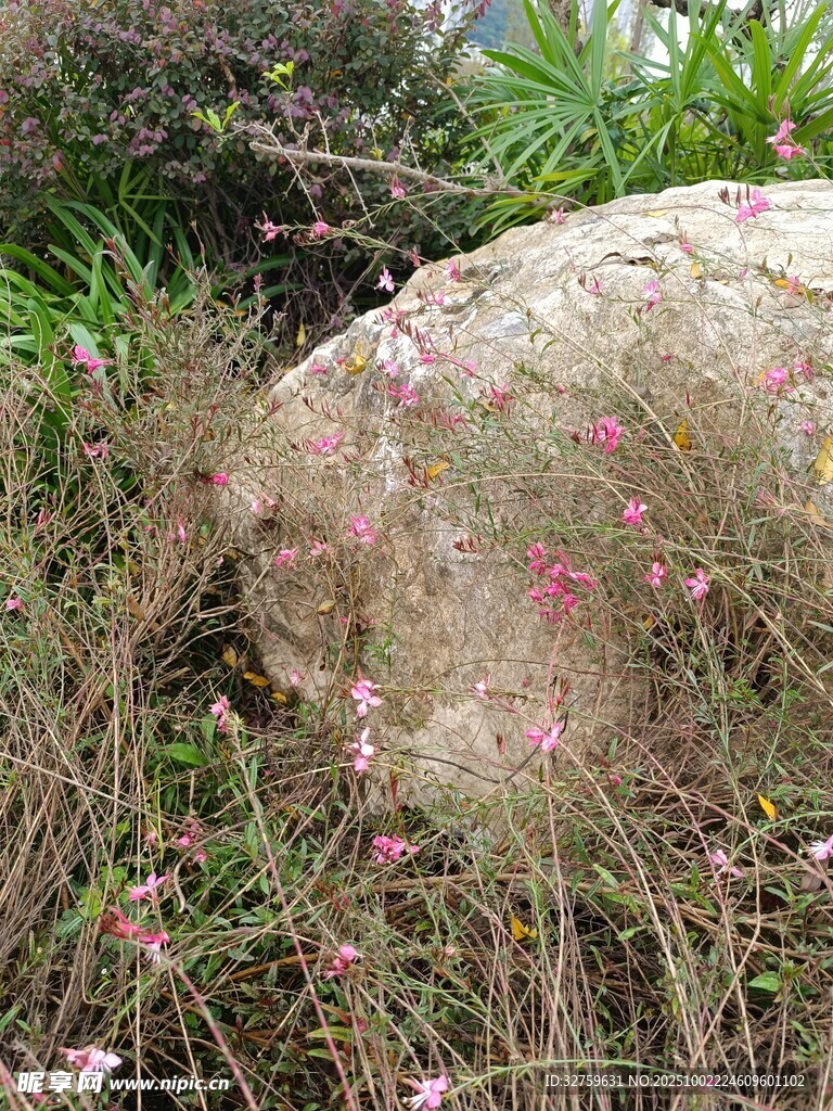 石旁花草自然景致