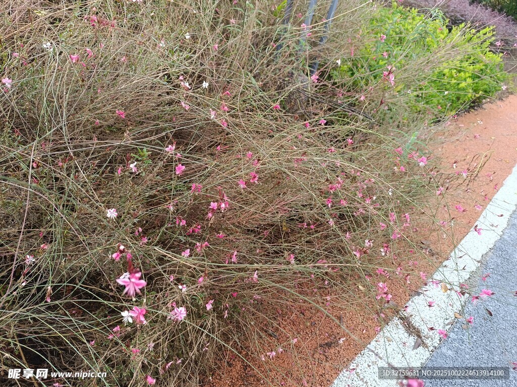 路边绽放的粉色小花