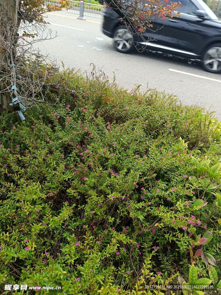 路边繁茂绿植与停放车辆