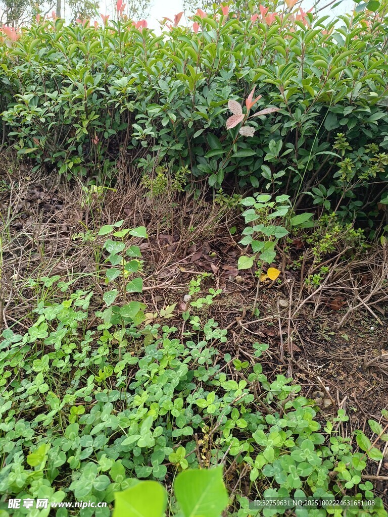 野外繁茂的绿色植物景观