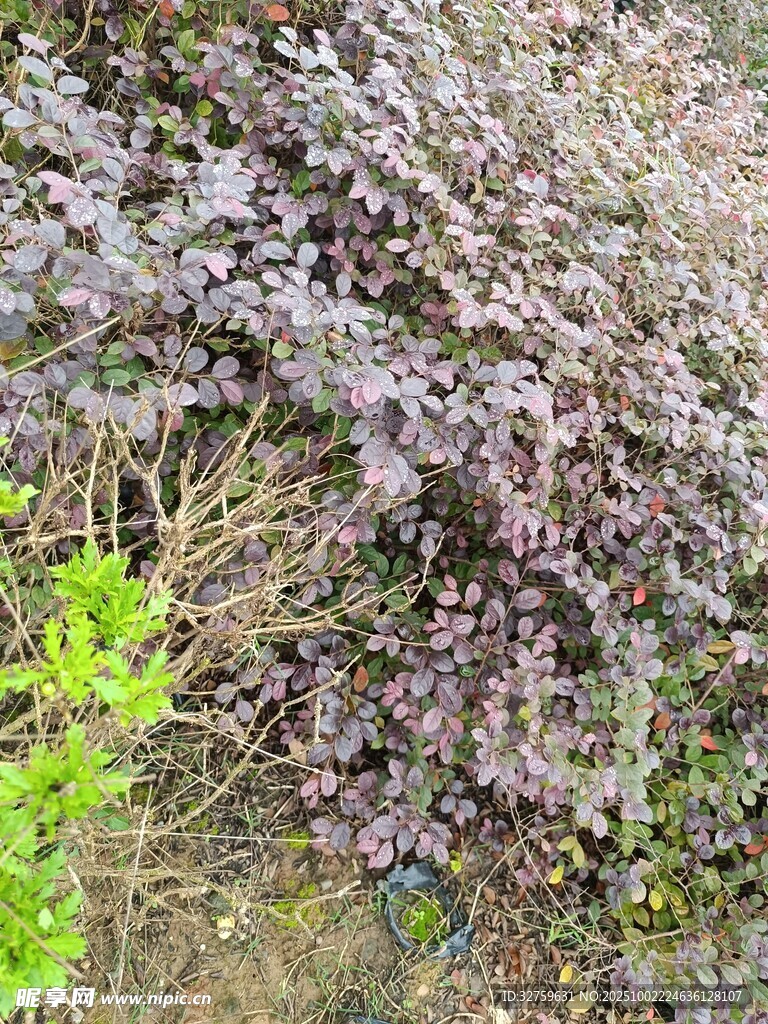 紫色灌木丛与绿色植物