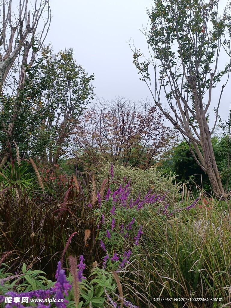 野外繁茂花草树木景观