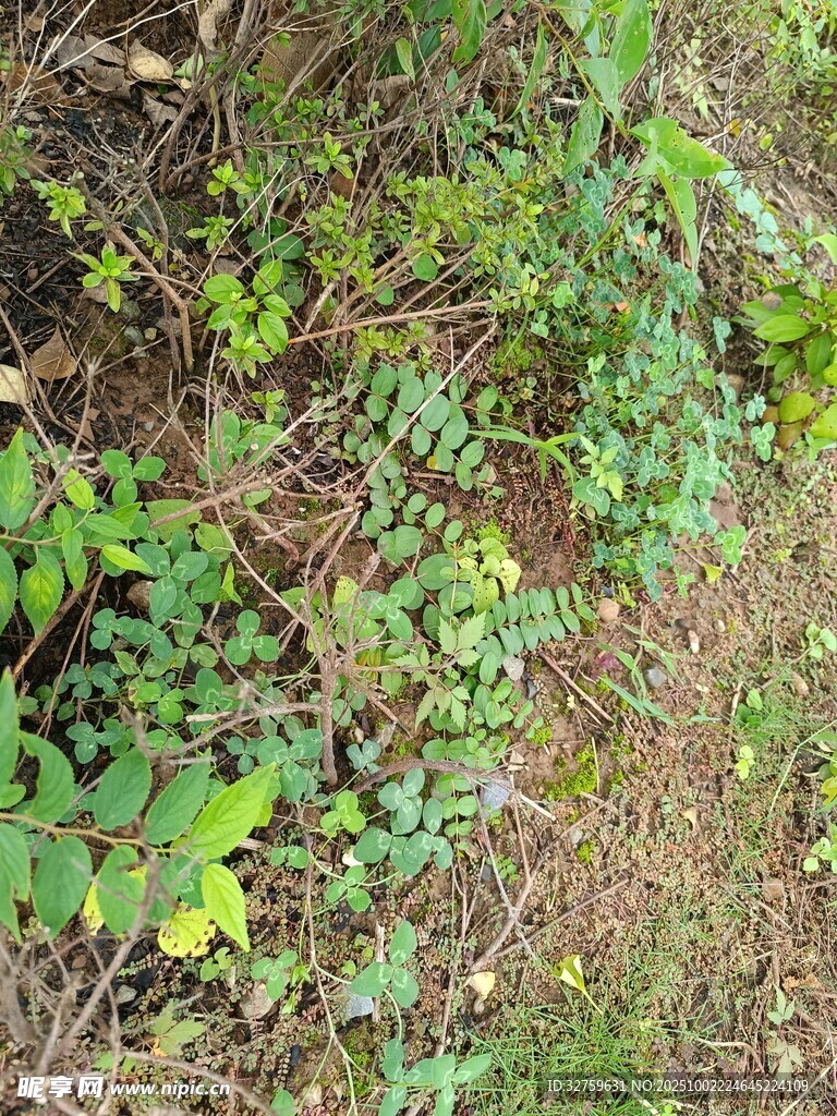 地面上的繁茂绿色植物