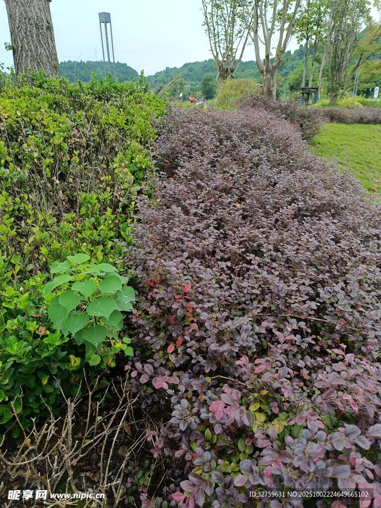 园林中多彩植物景观