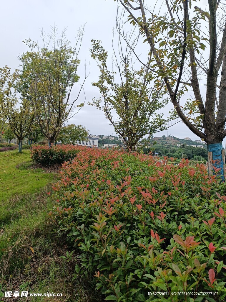春日繁花绿树景观