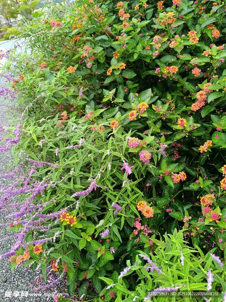 多彩花卉绿植景观
