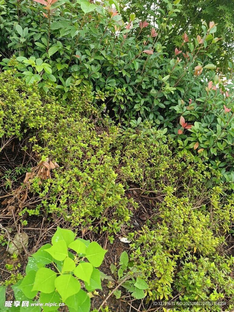 繁茂绿植