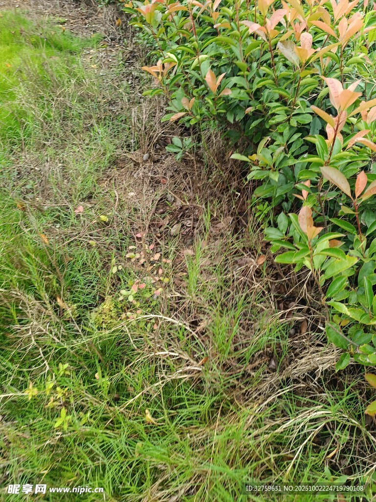 草地旁的绿植与裸露土地