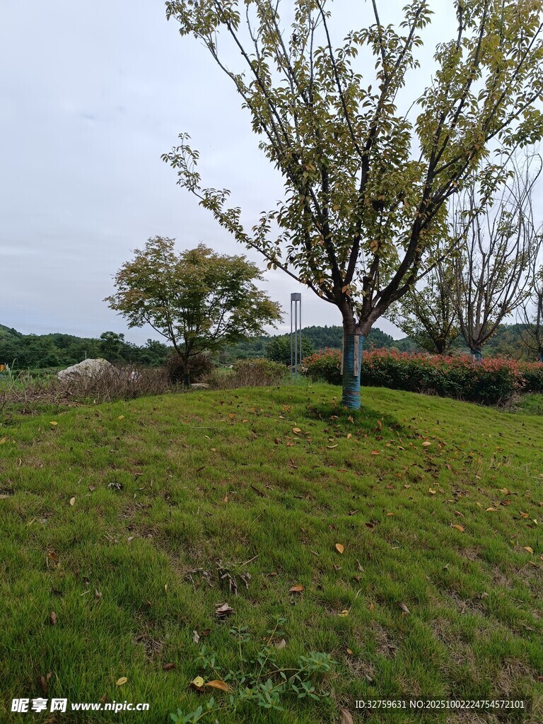 田野孤树