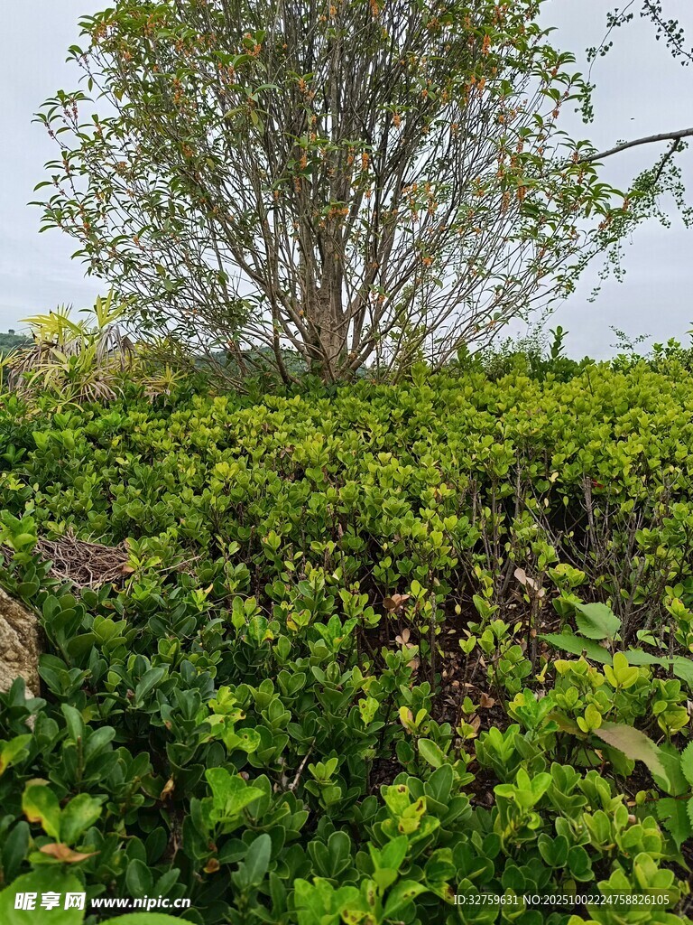 绿意盎然的繁茂植物景观