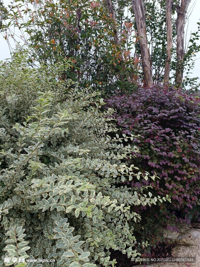 多样绿植景观