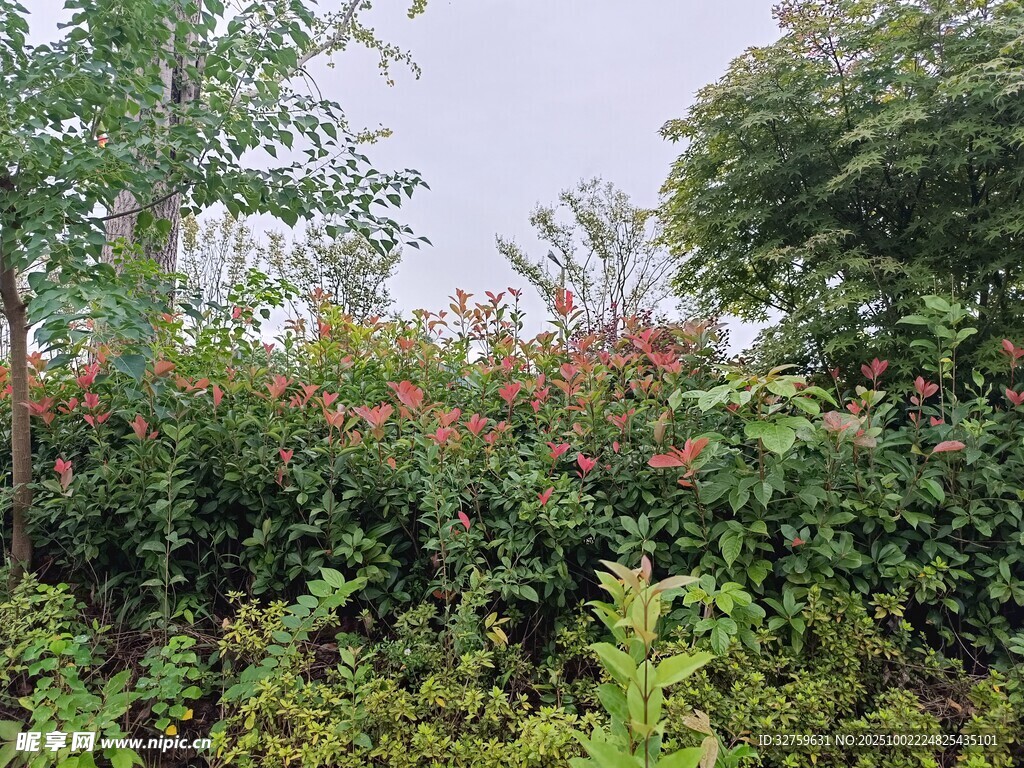 繁茂绿植中的艳丽花朵