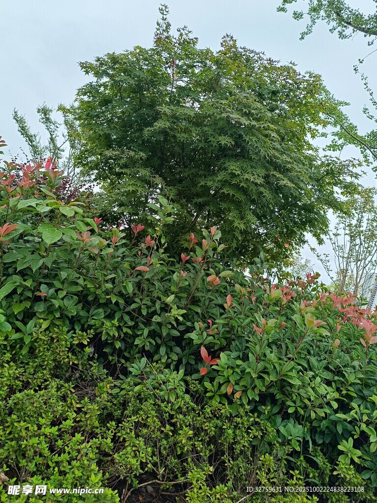 绿意盎然的繁茂植物景观