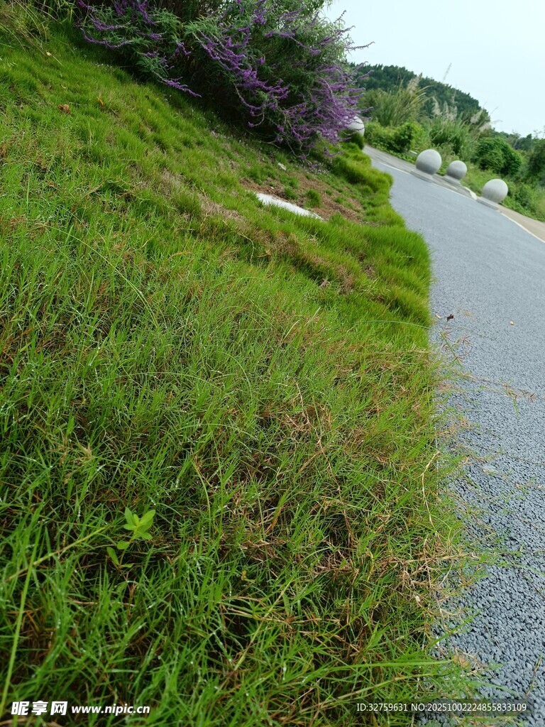 路边翠绿草地景色