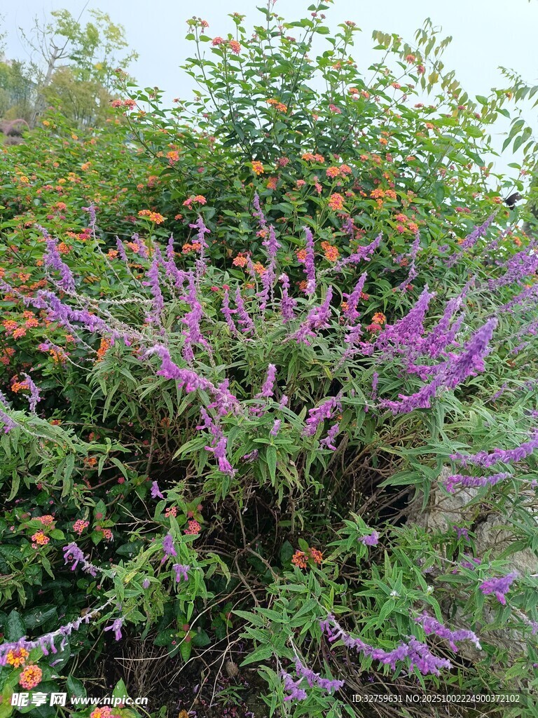 紫色花丛绽放自然美景