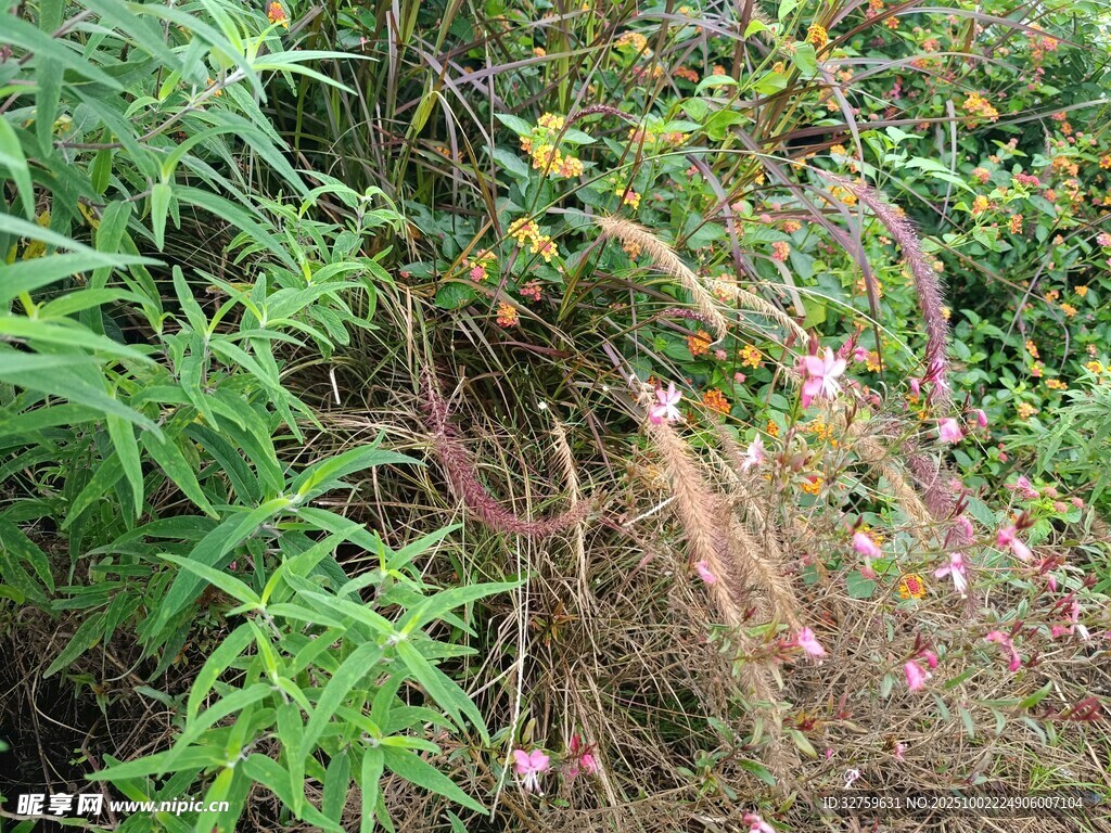 山坡上的繁茂植物景观