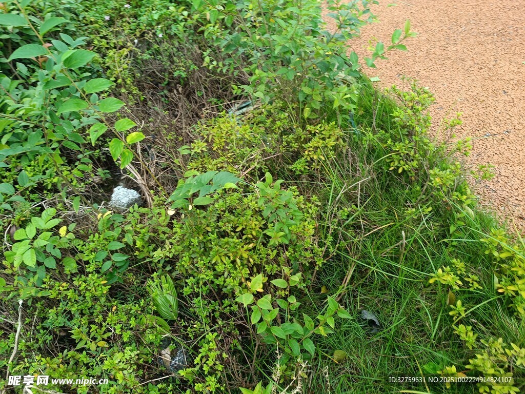 地面绿植与泥土景观